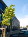 Ideal Idea City Park 484864