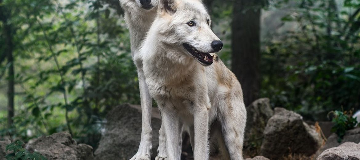Wrocławskie ZOO wybuduje w